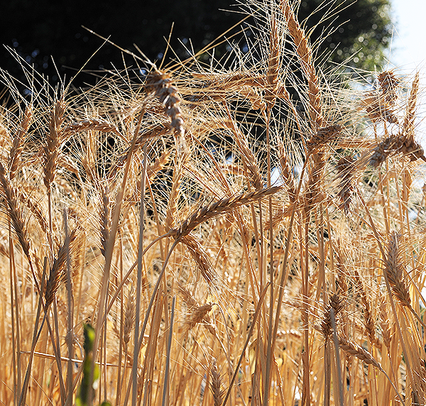 Winter Wheat by Mildred Walker