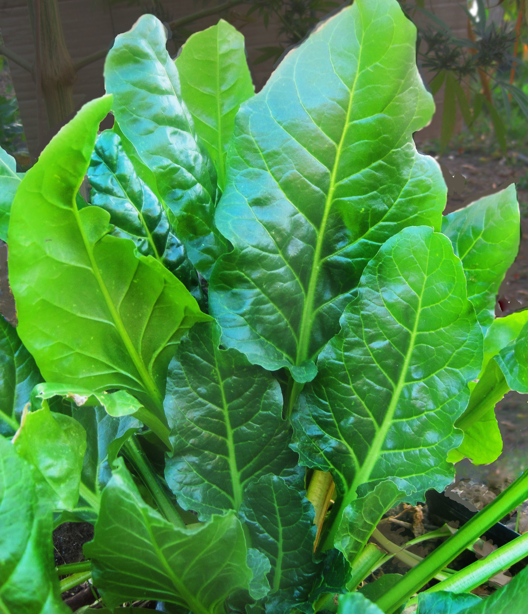 Seeds HEIRLOOM vegetable garden ALL SEASON heat tolerant Details about   SPINACH Perpetual 50